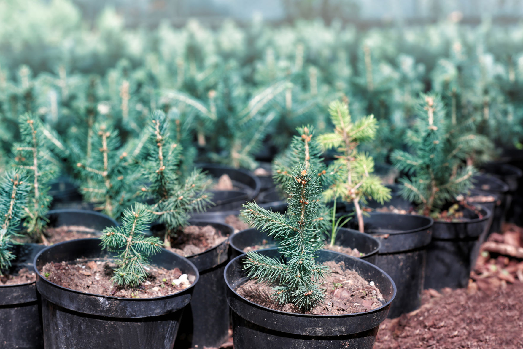 Selecting a tree for health and longevity